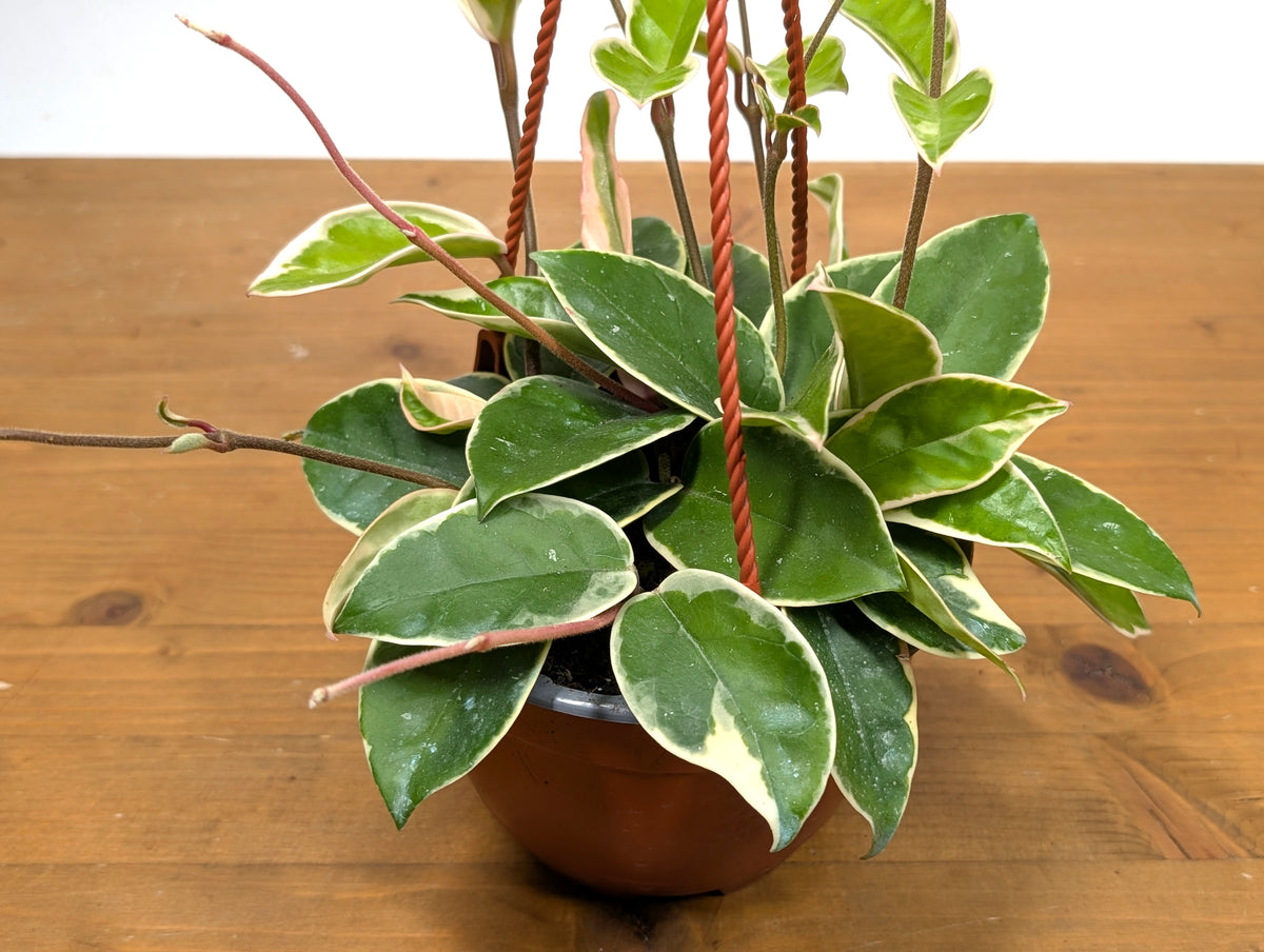 Hoya 'Krimson Queen' Carnosa Albo