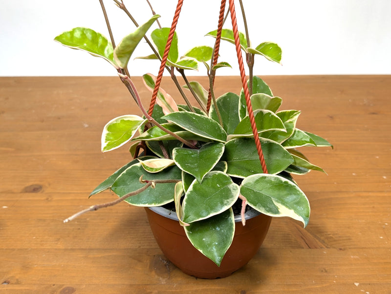 Hoya 'Krimson Queen' Carnosa Albo