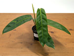 Philodendron Patriciae