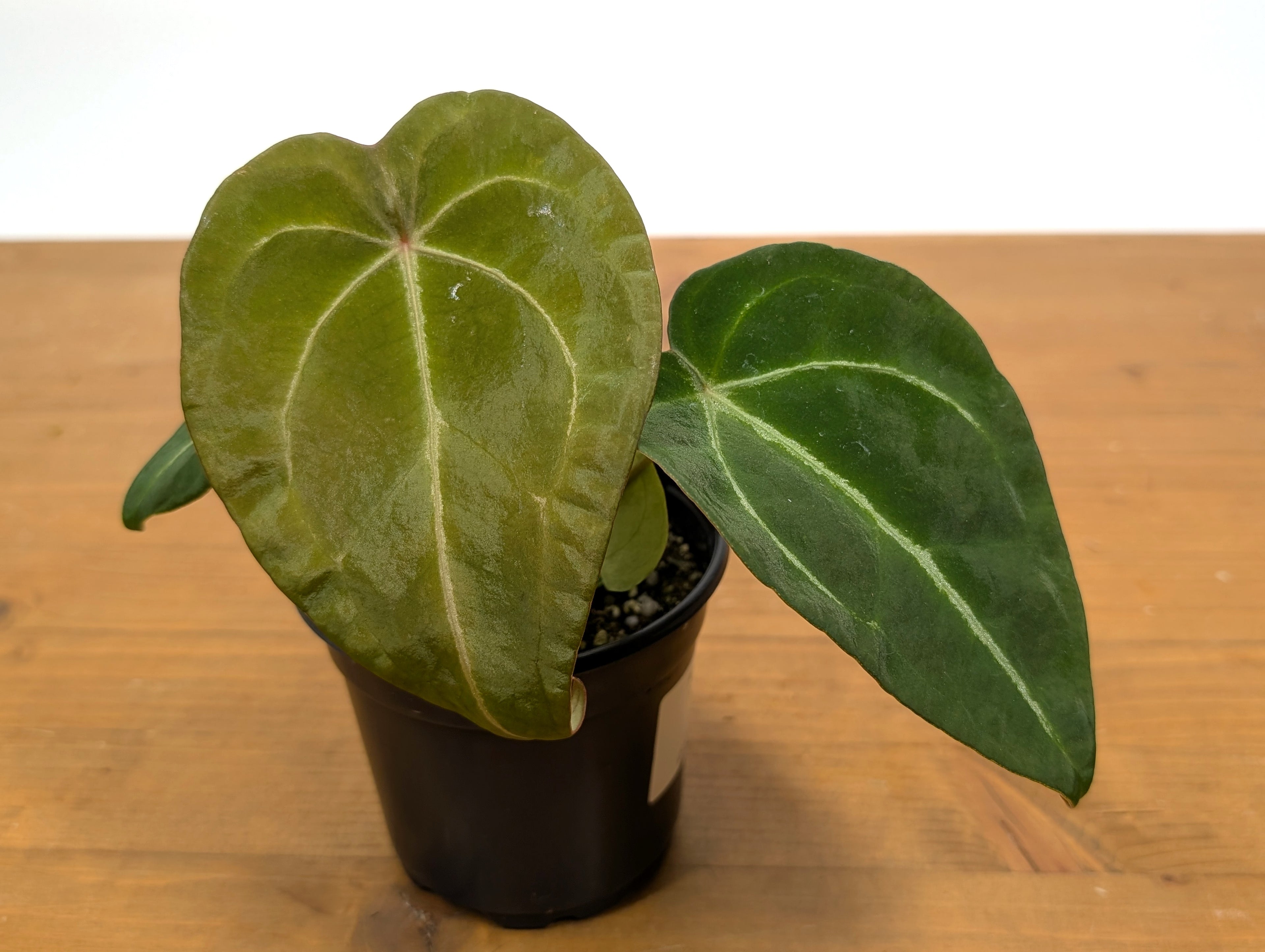 Anthurium Forgetii