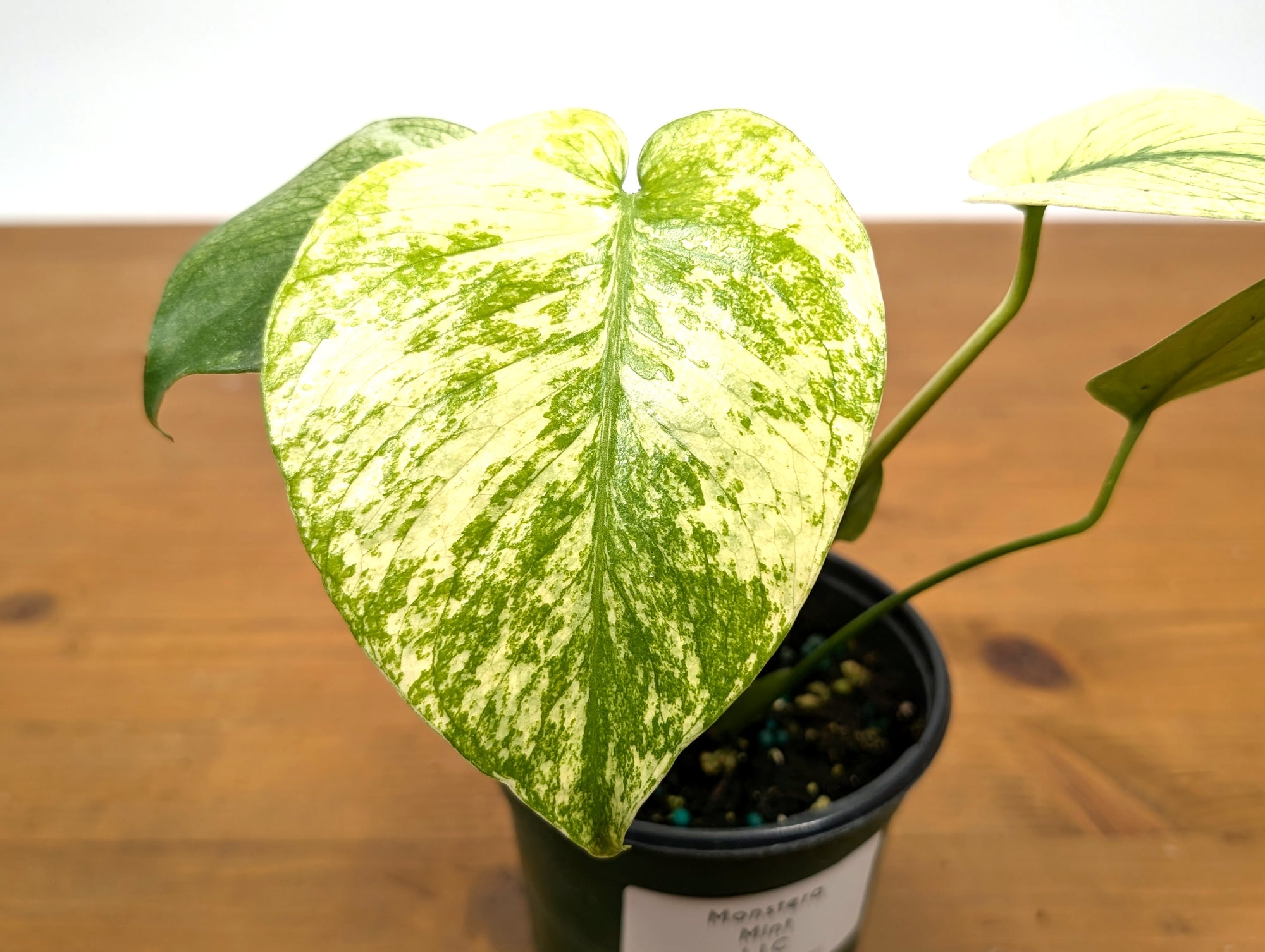 Monstera Deliciosa Mint Variegated – Plantamani Plants