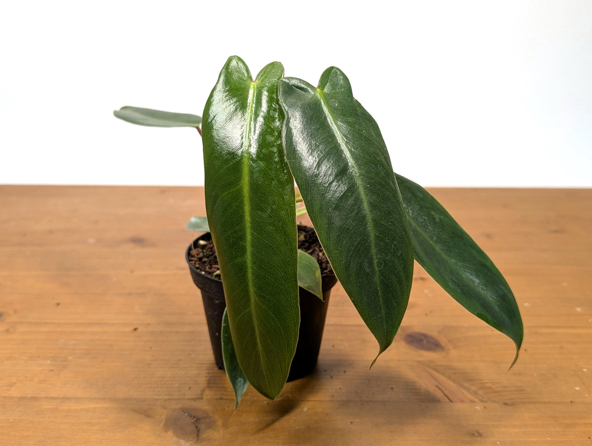 Philodendron Spiritus Sancti