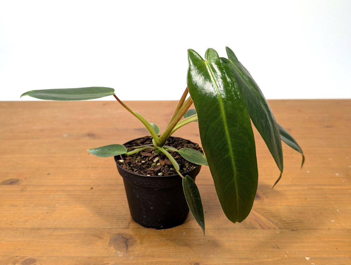 Philodendron Spiritus Sancti