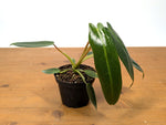 Philodendron Spiritus Sancti