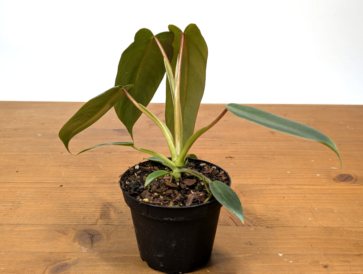 Philodendron Spiritus Sancti