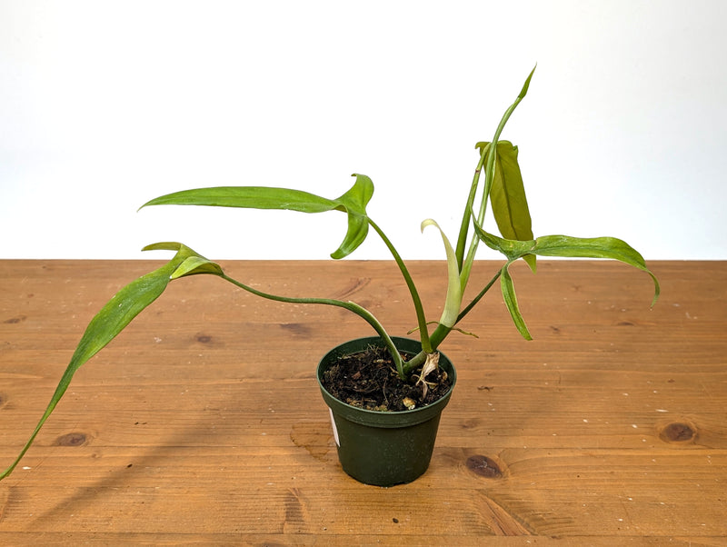 Philodendron Paloraense