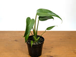 Monstera Burle Marx Flame