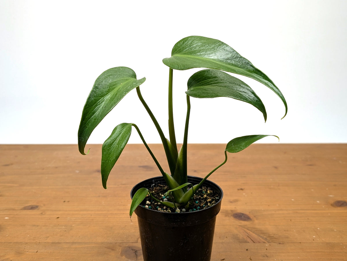 Monstera Burle Marx Flame