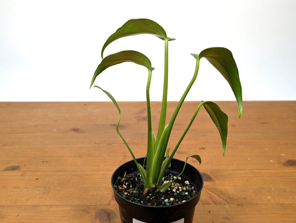 Monstera Burle Marx Flame
