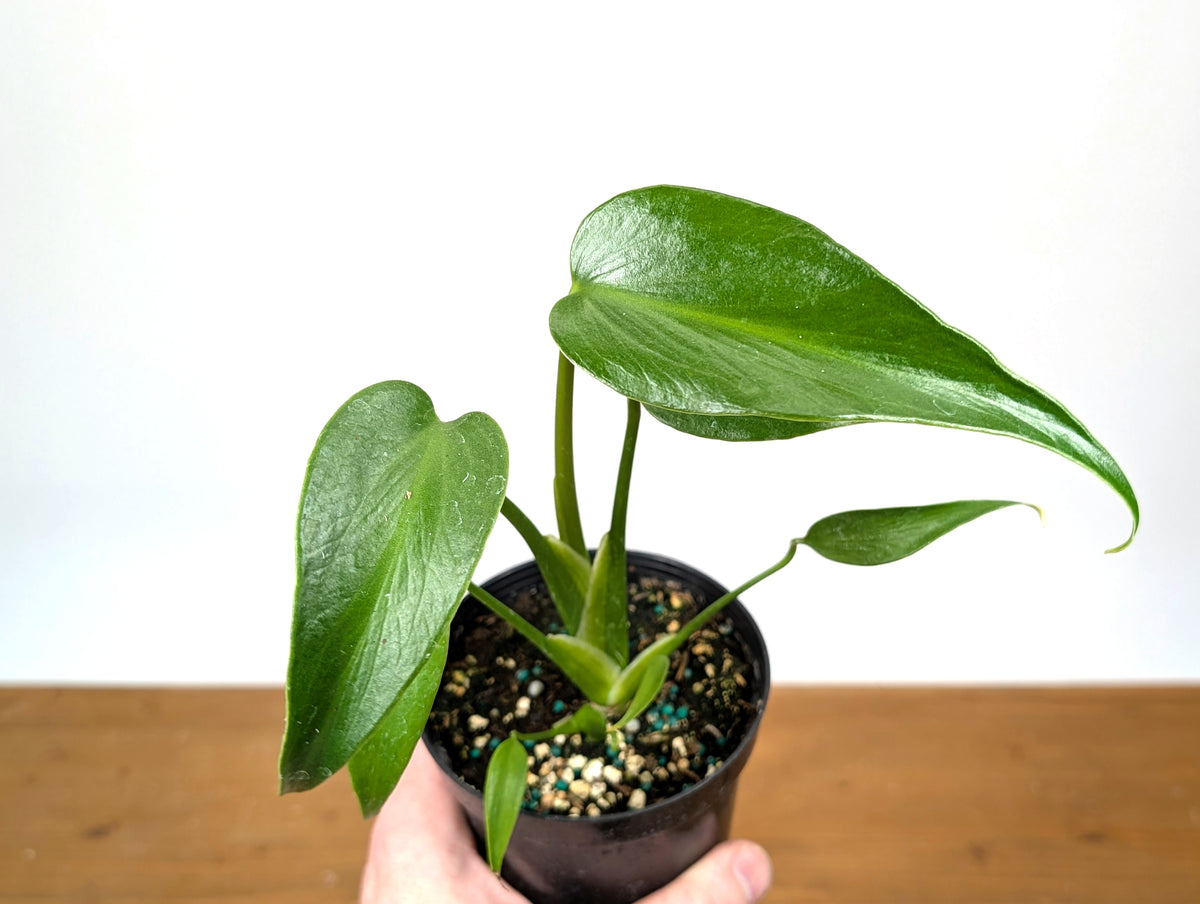 Monstera Burle Marx Flame