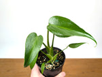 Monstera Burle Marx Flame