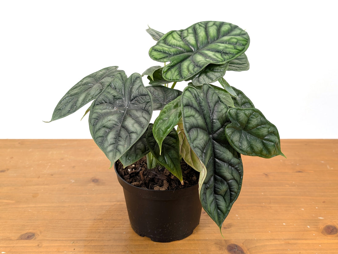 Alocasia Dragon Scale