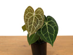 Anthurium Clarinervium