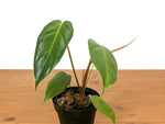 Philodendron Esmeralda Spirit Narrow