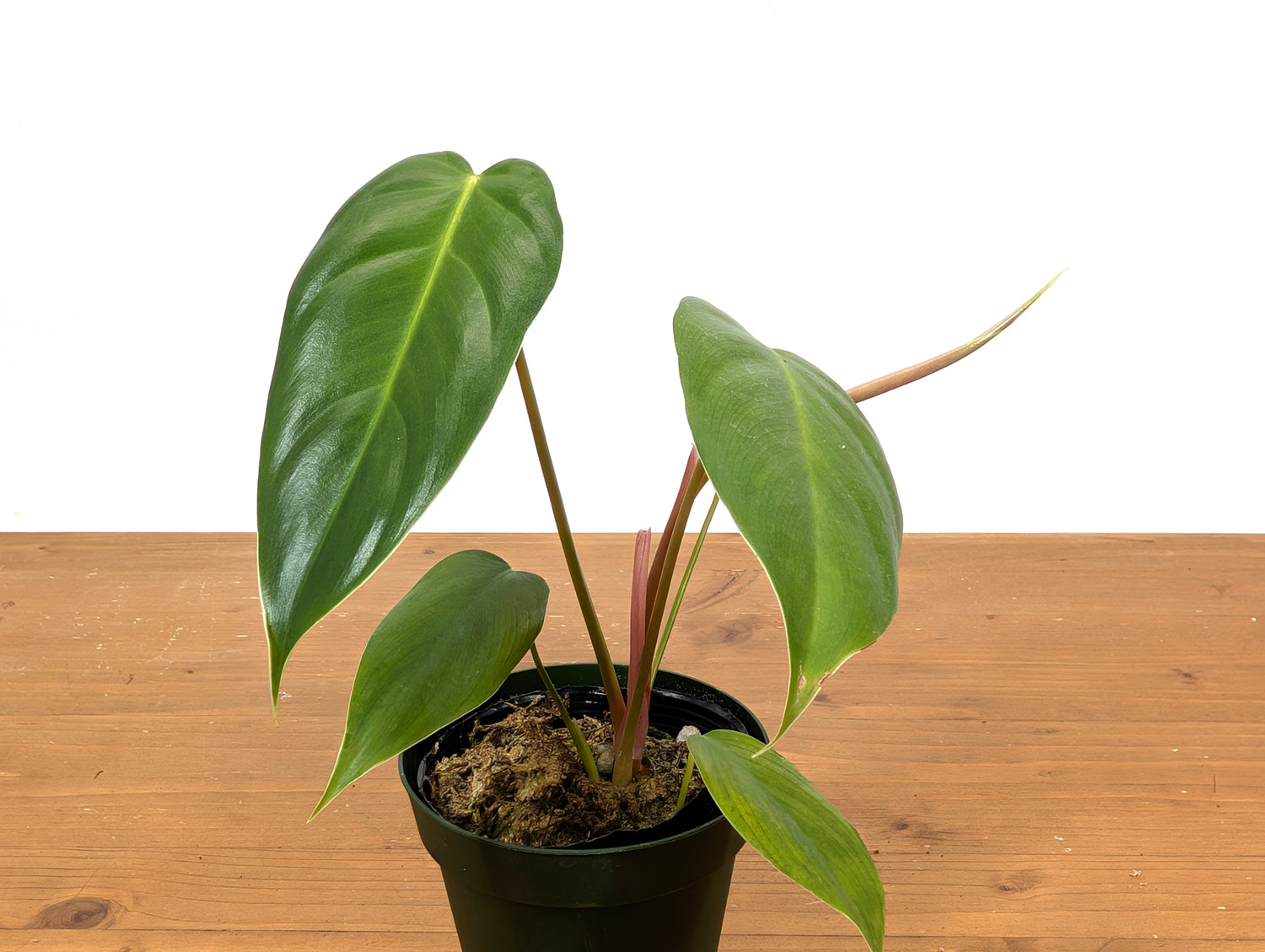 Philodendron Esmeralda Spirit Narrow (Esmeraldense x Spiritus Sancti)