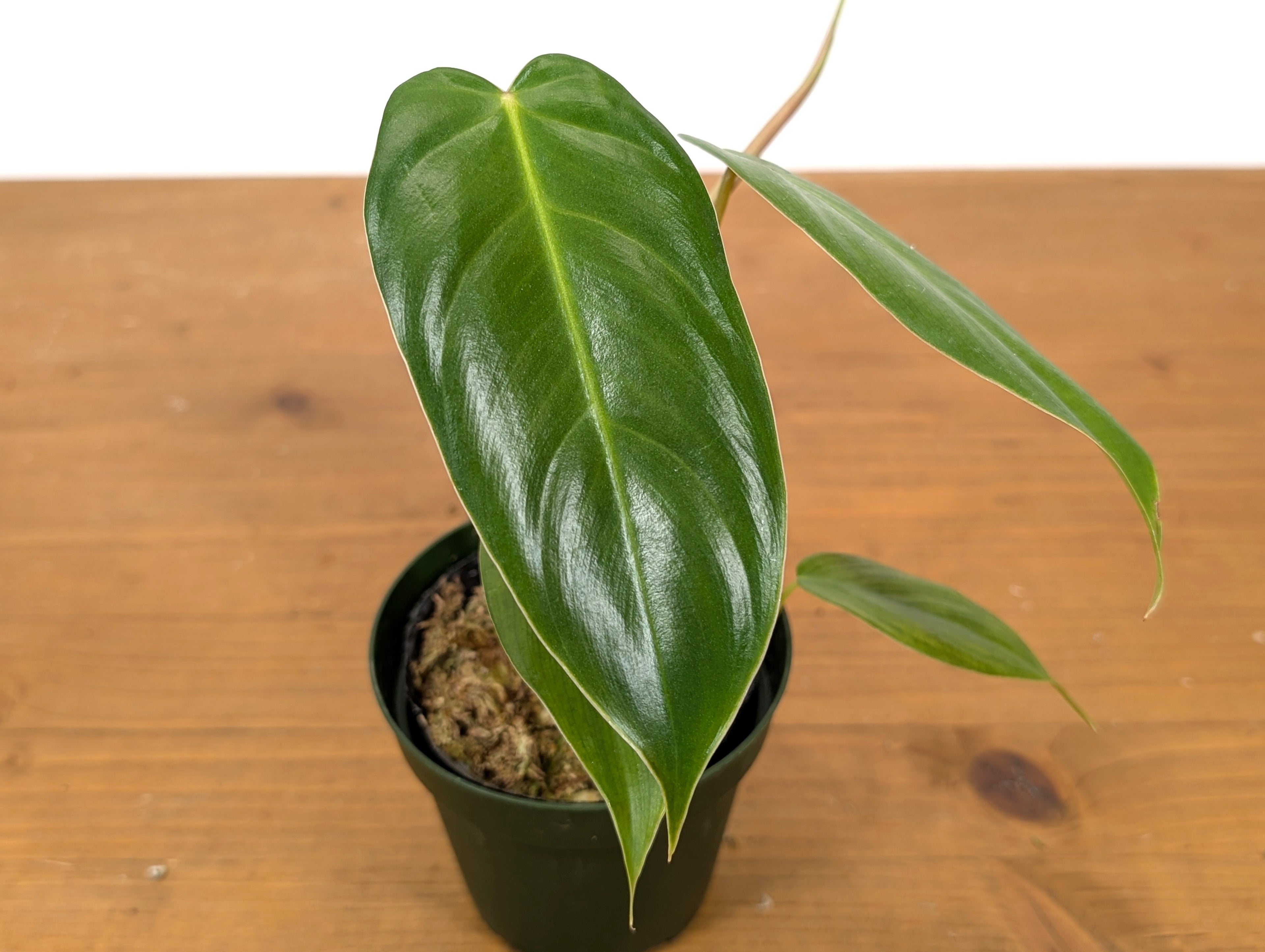 Philodendron Esmeralda Spirit Narrow (Esmeraldense x Spiritus Sancti)