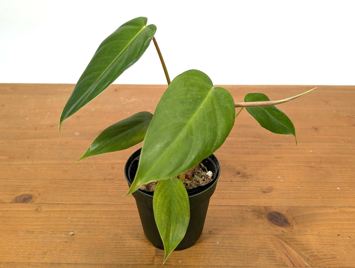 philodendron esmeralda spirit Philodendron Esmeralda Spirit Narrow