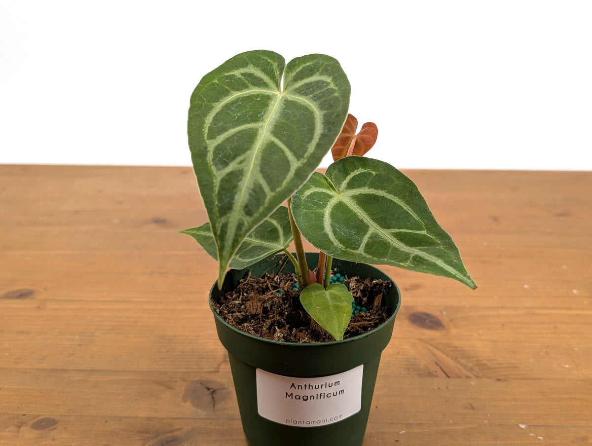 Anthurium Magnificum