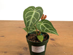 Anthurium Magnificum