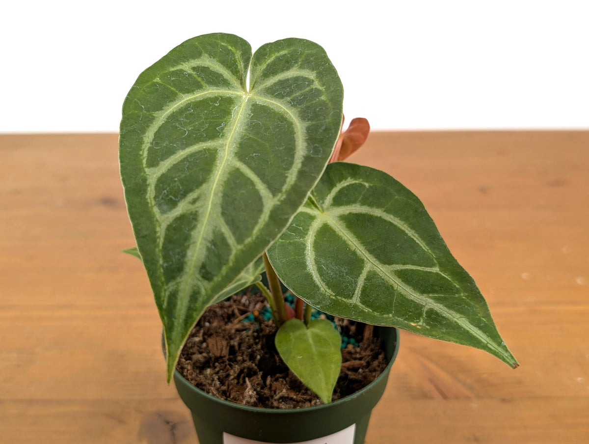 Anthurium Magnificum