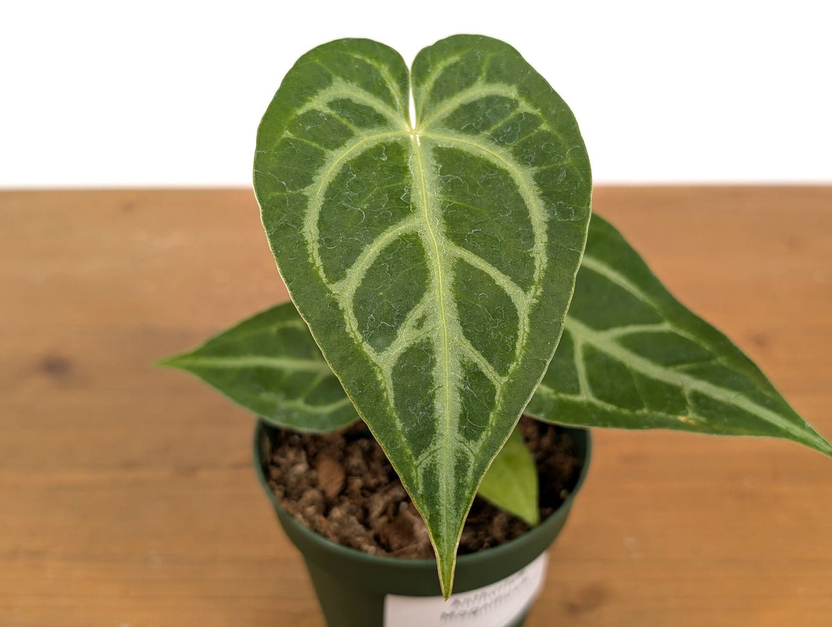 Anthurium Magnificum Silver