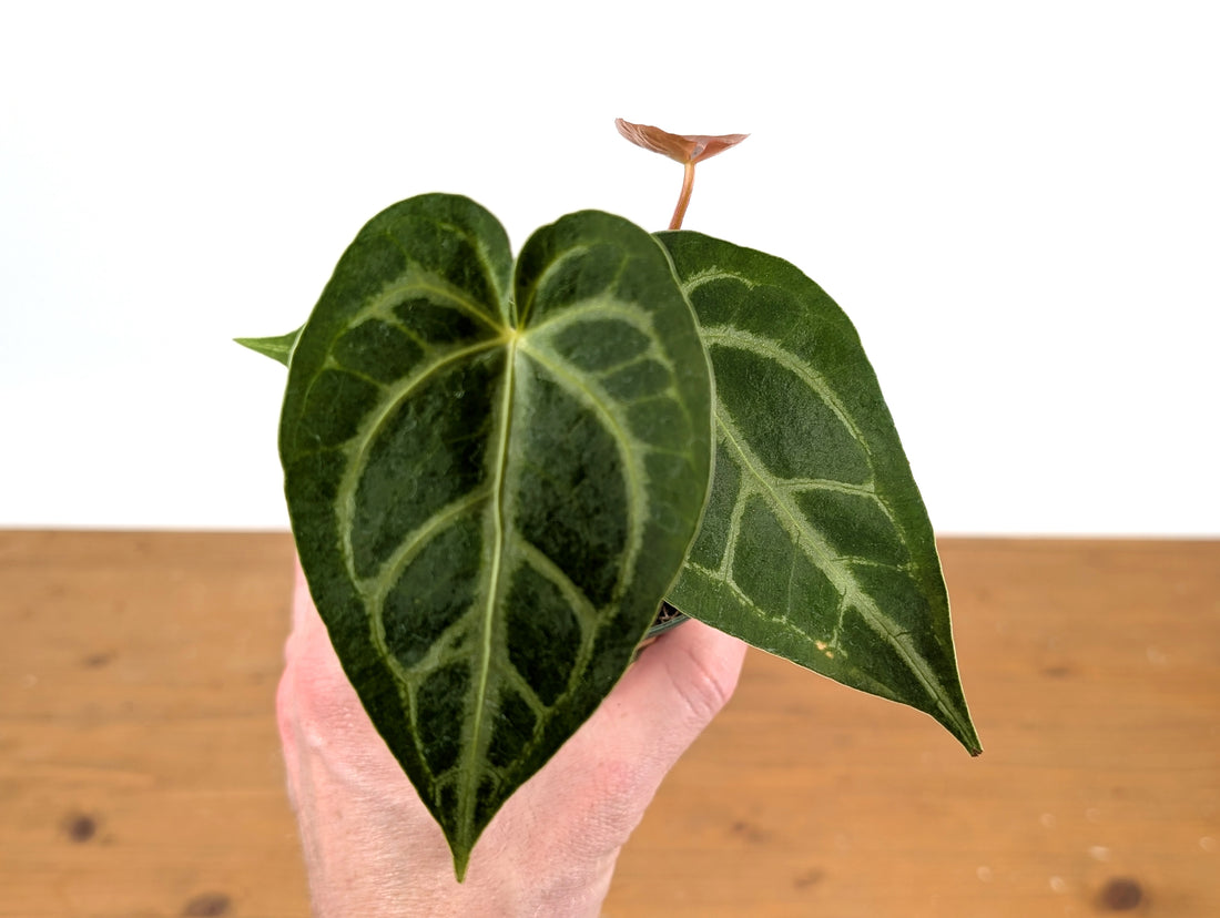 Anthurium Magnificum