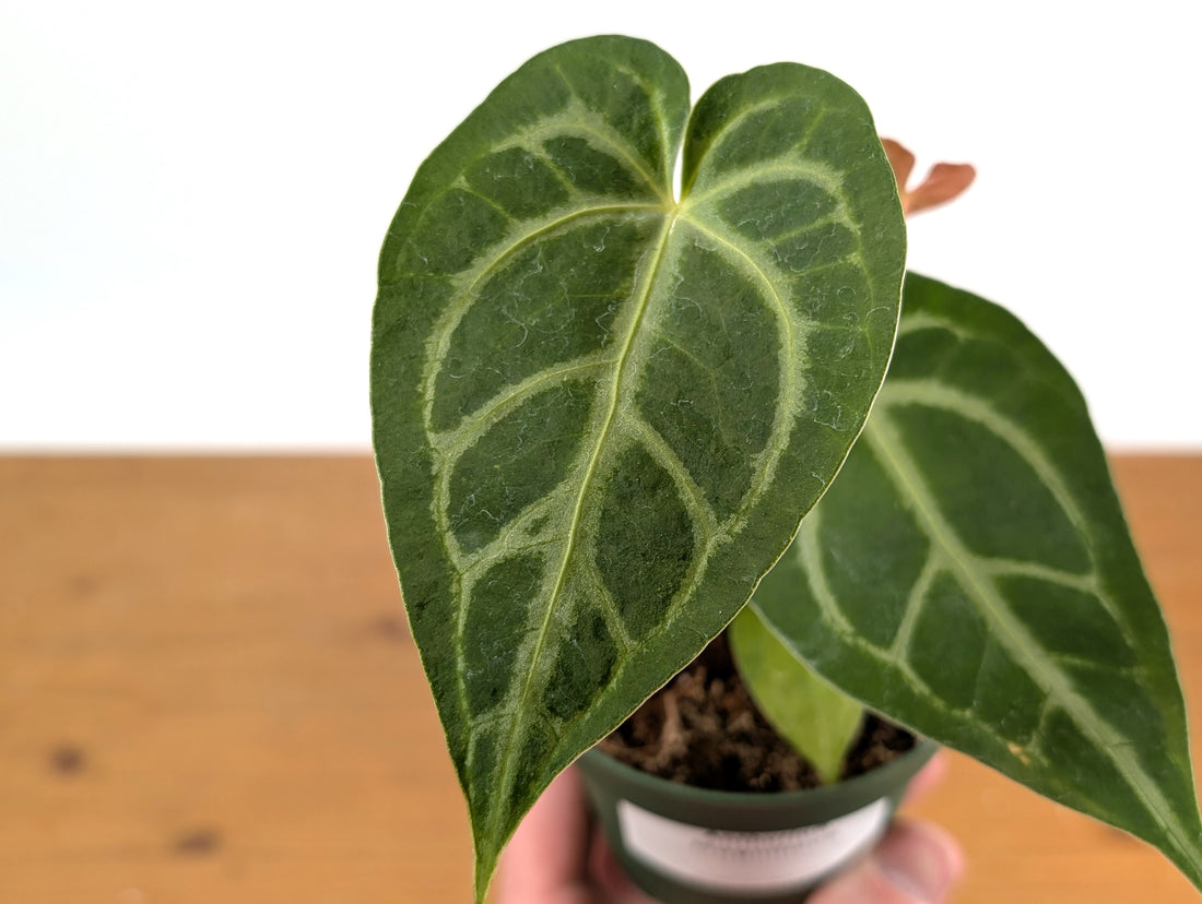Anthurium Magnificum