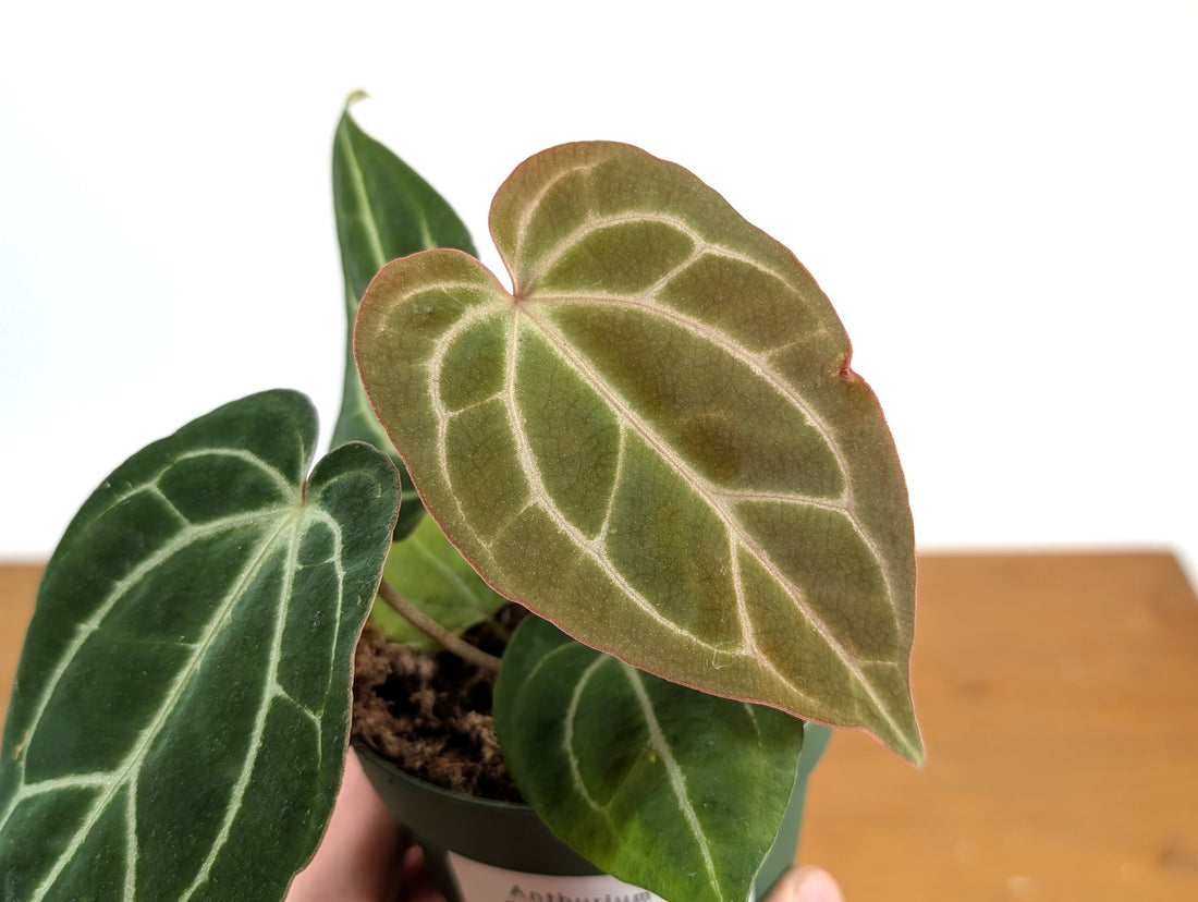 Anthurium Crystallinum x Besseae | &