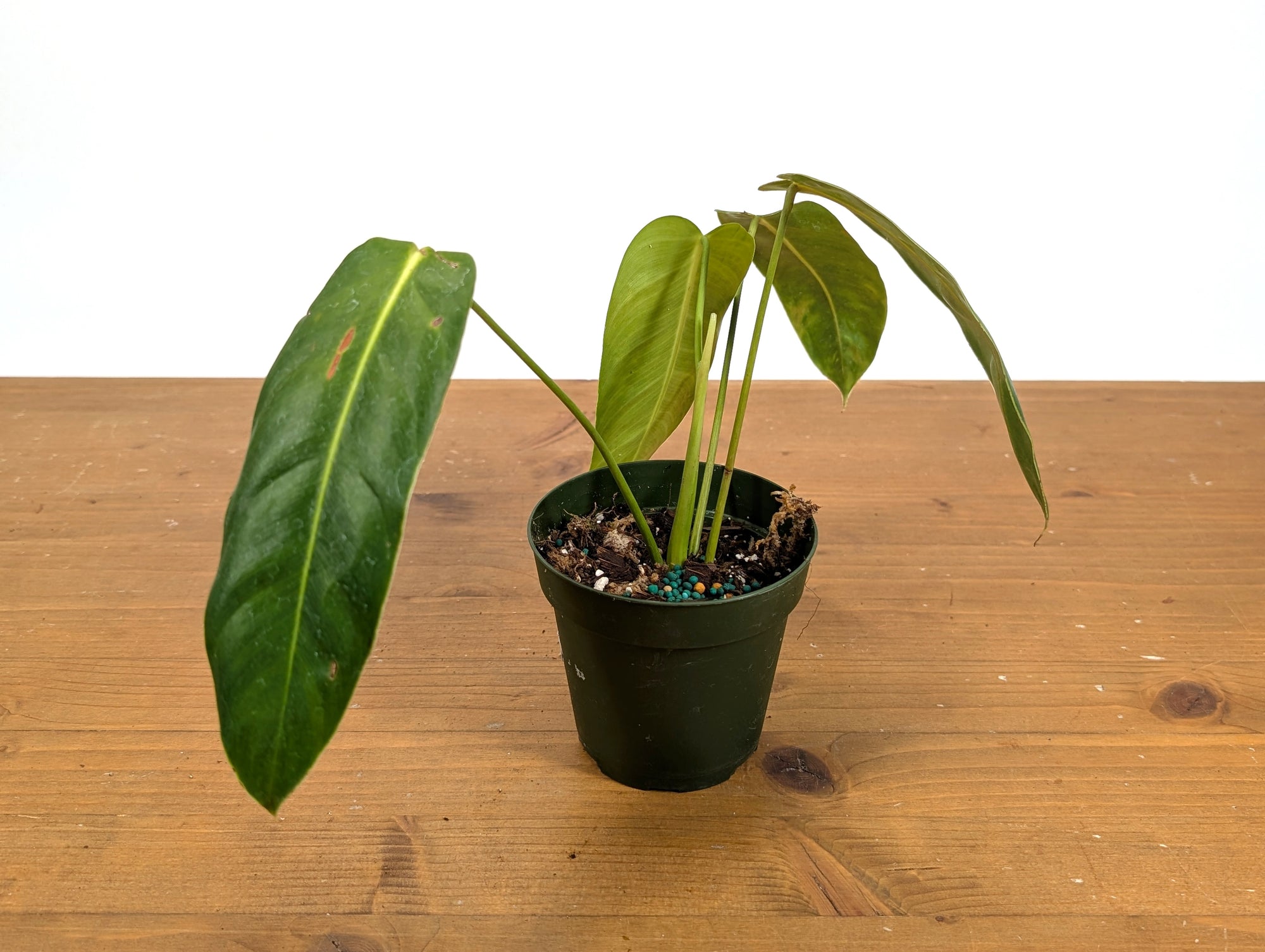 philodendron esmeraldense narrow form Philodendron esmeraldense Narrow Form #1907