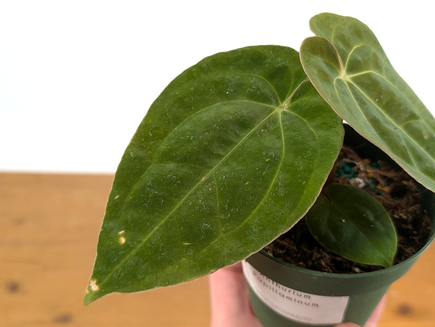 Anthurium Papillilaminum