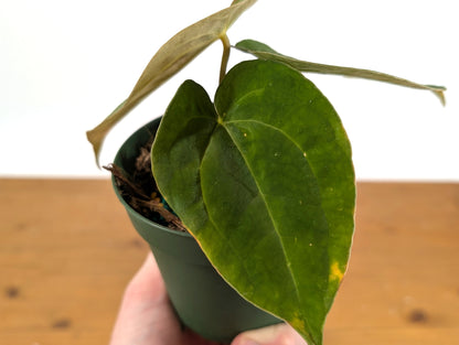 Anthurium Papillilaminum