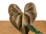 Anthurium Crystallinum x Papillilaminum
