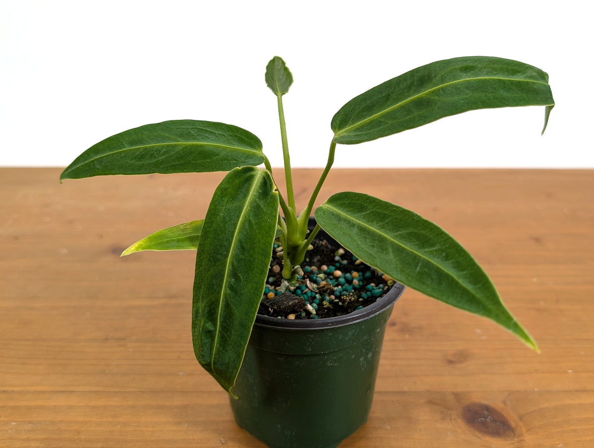 Anthurium Warocqueanum 'Queen'
