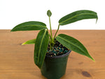 Anthurium Warocqueanum 'Queen'
