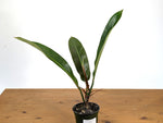 Philodendron Ruizii