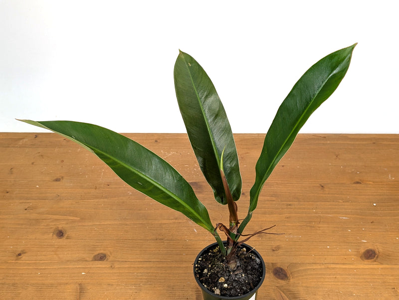 Philodendron Ruizii