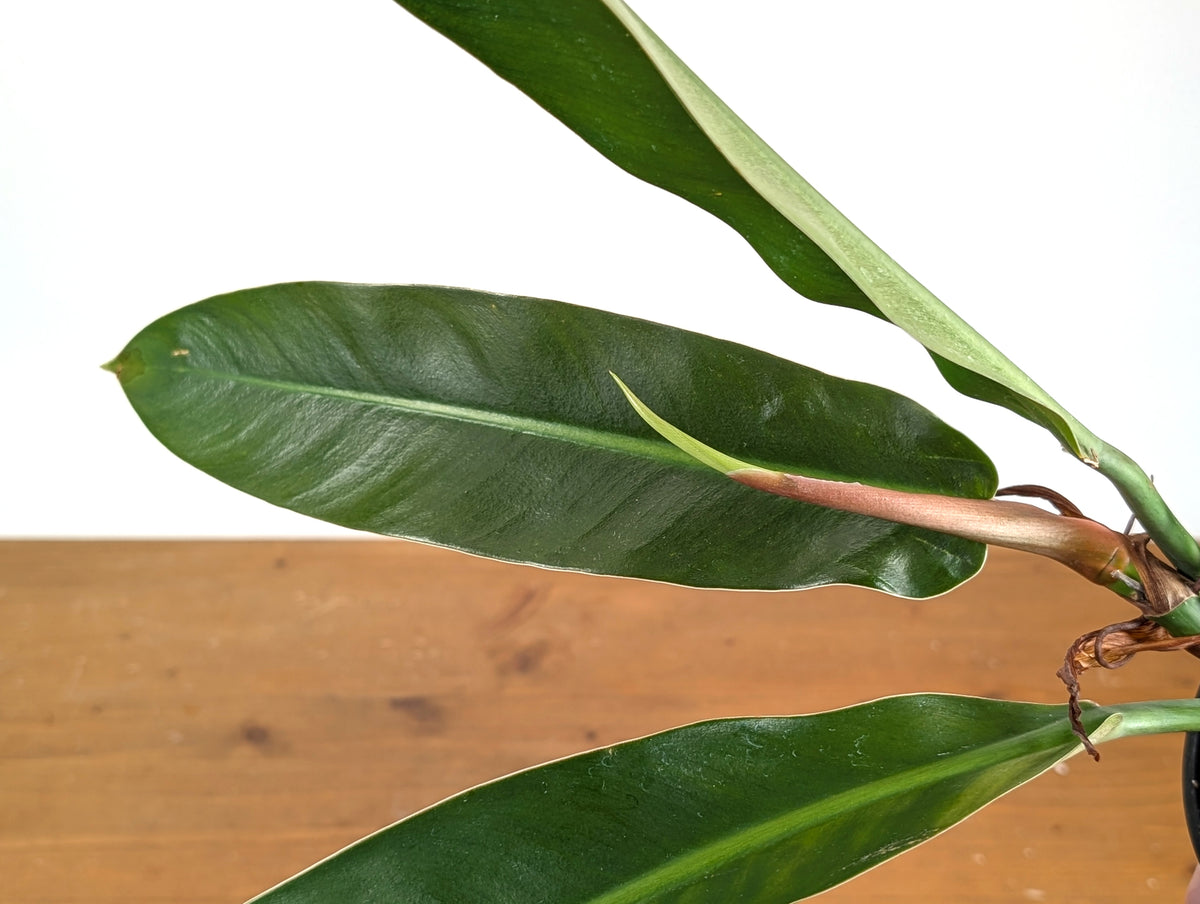Philodendron Ruizii