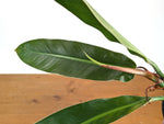 Philodendron Ruizii