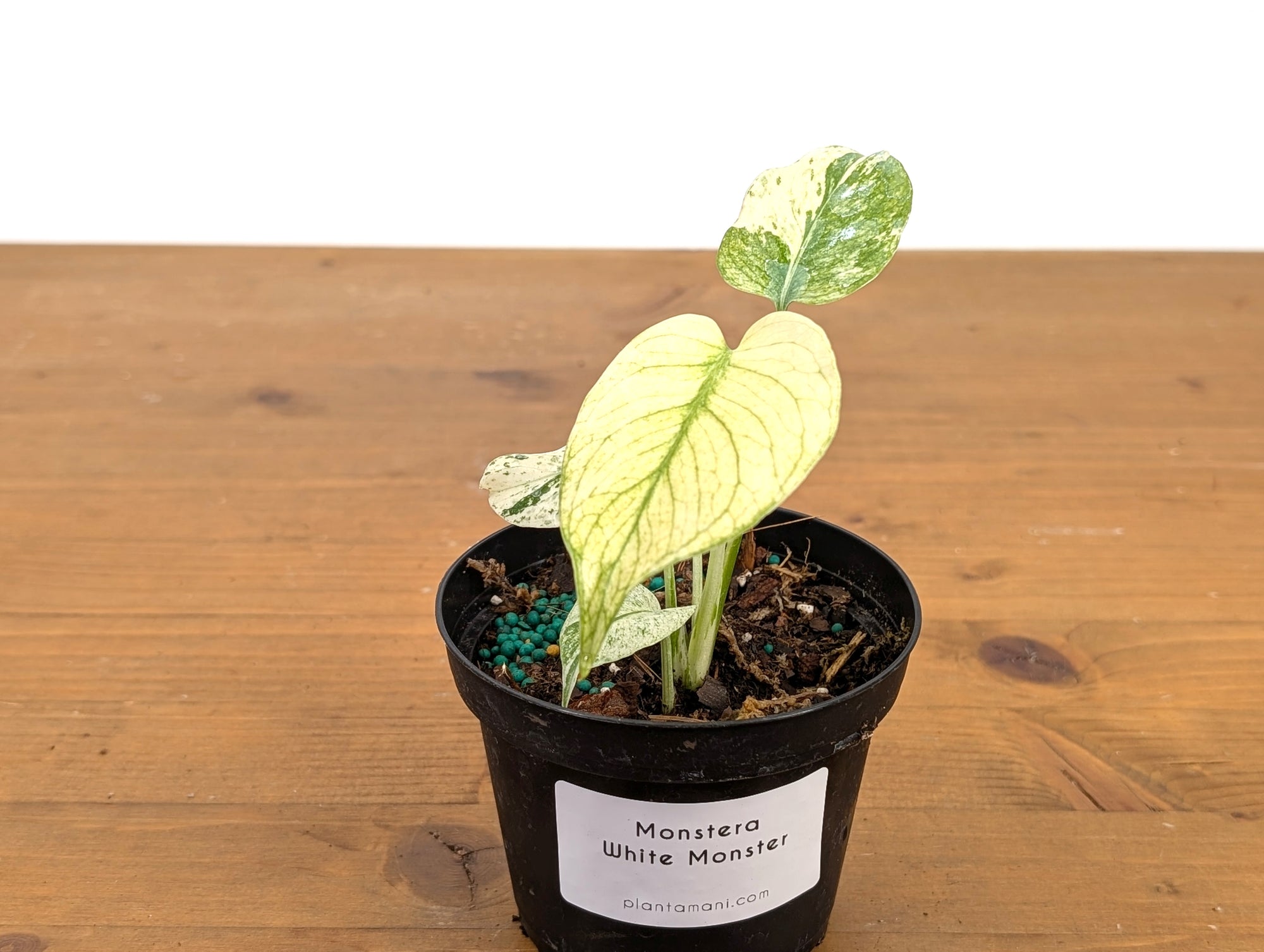 Monstera White Monster | 4 Inch Pots  Plantamani Plants