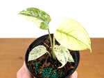 Monstera White Monster