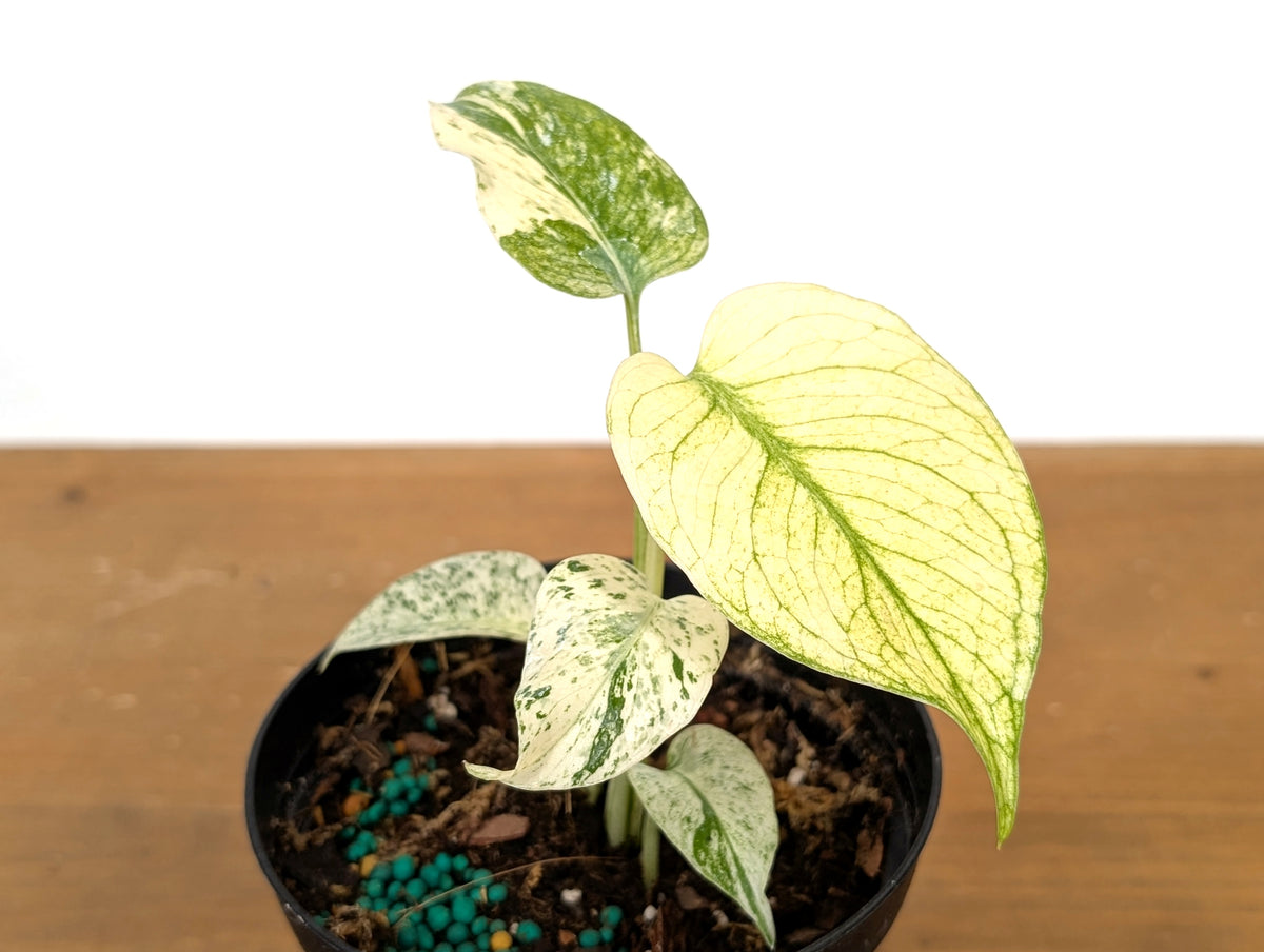 Monstera White Monster