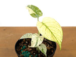 Monstera White Monster