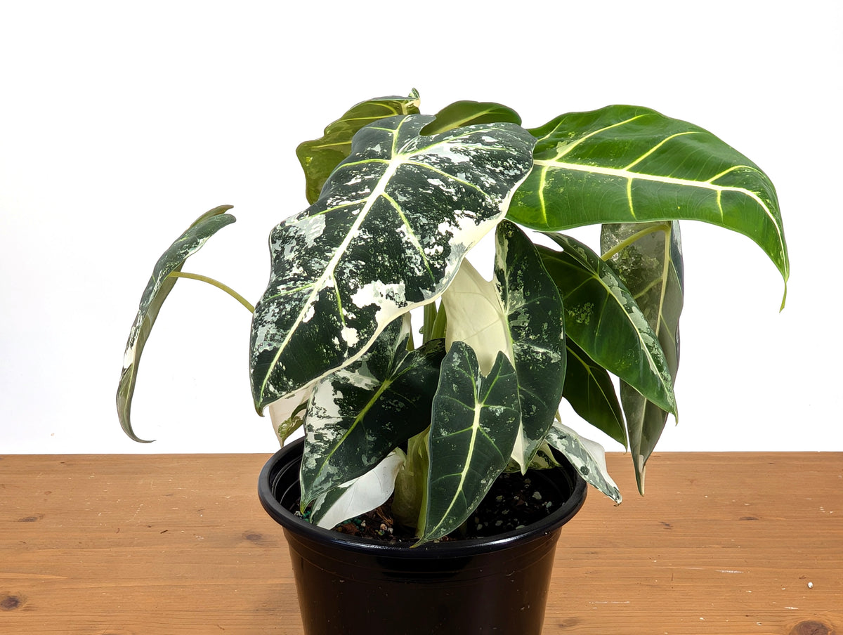 Alocasia Frydek Variegated
