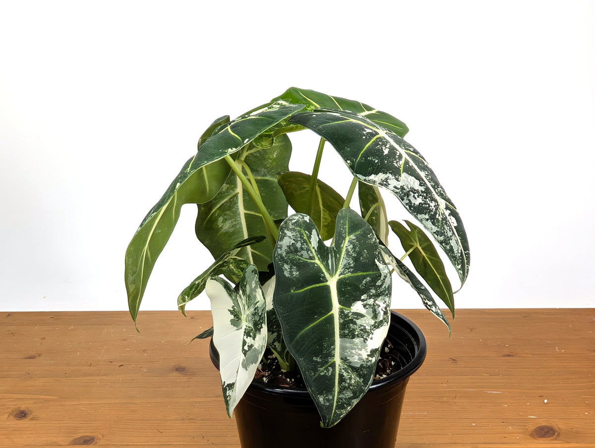 Alocasia Frydek Variegated
