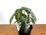 Alocasia Frydek Variegated