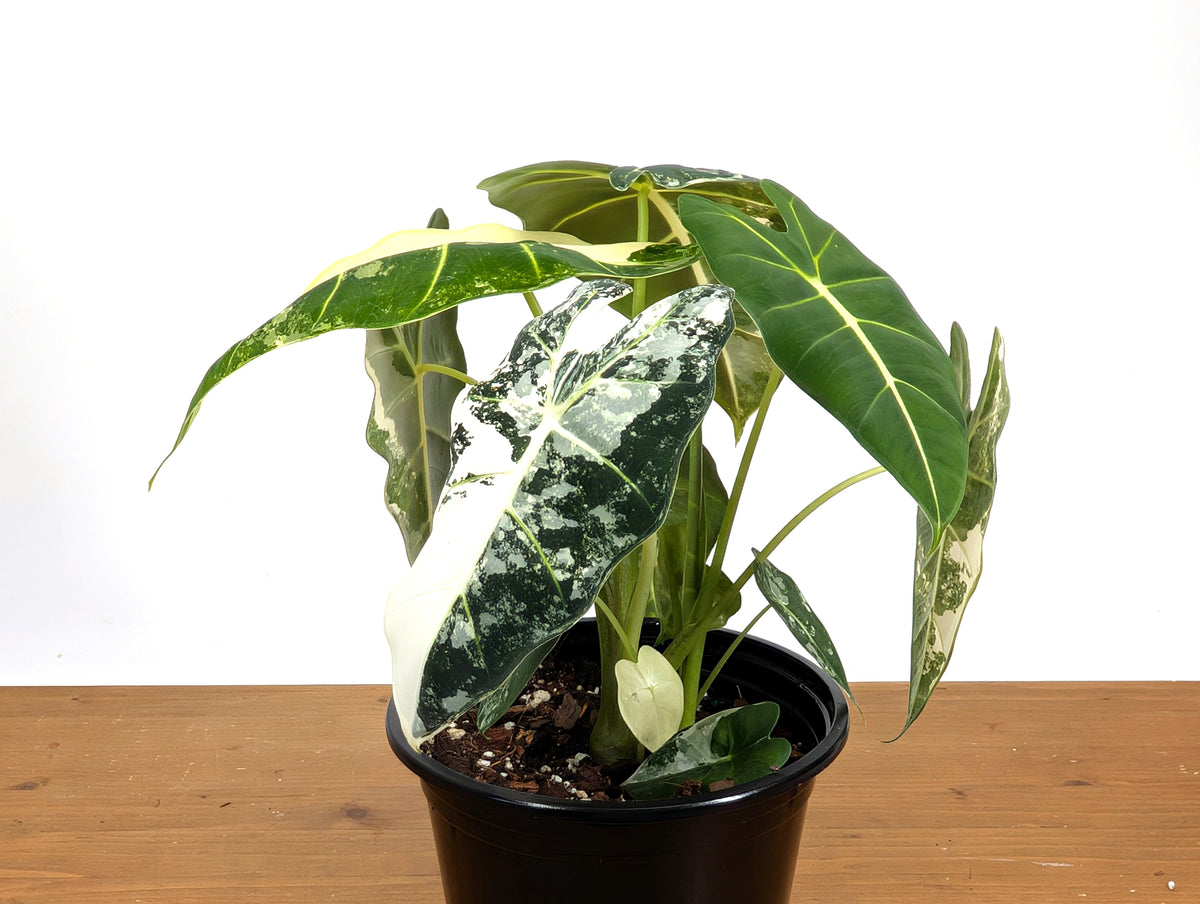 Alocasia Frydek Variegated