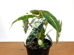 Alocasia Frydek Variegated