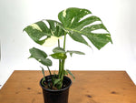 Monstera Thai Constellation