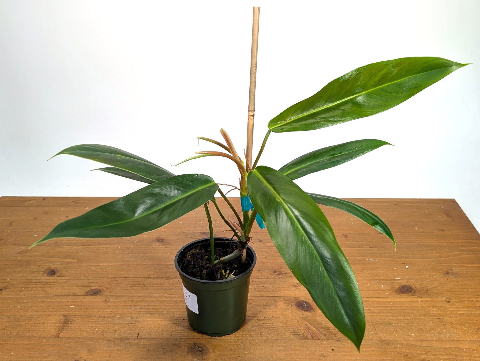 philodendron ruizii vs bicolor Philodendron Ruizii x Patriciae – Plantamani Plants