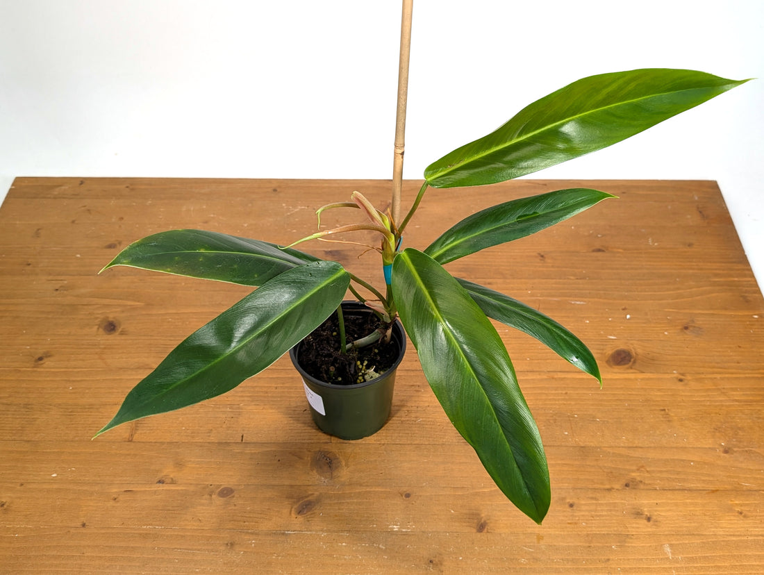 Philodendron Ruizii x Patriciae